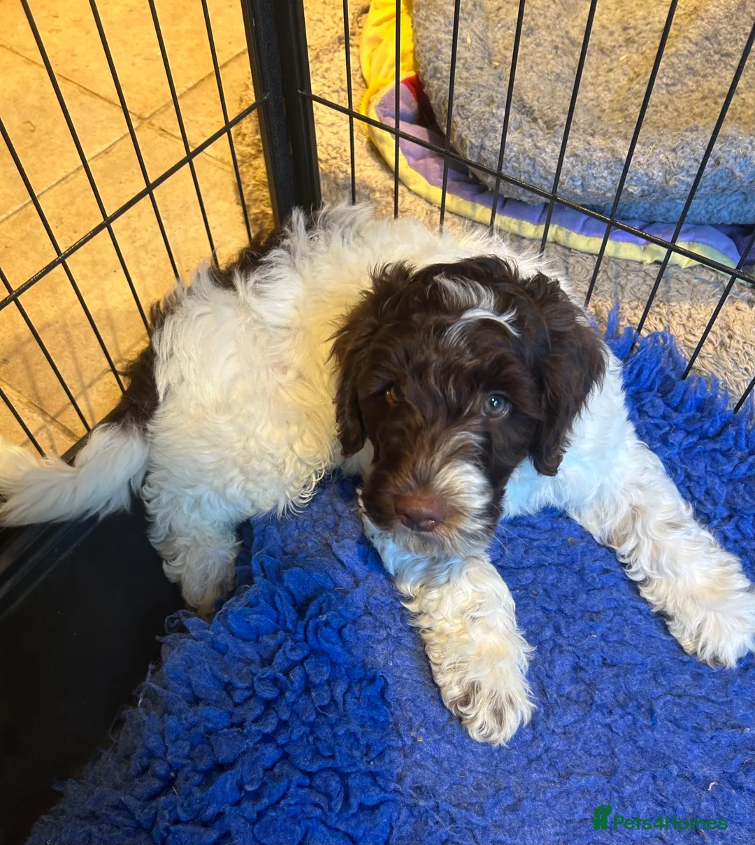 Double Doodle dogs for sale: Ready to go...cockapoo x Sproodle/double doodles  - Advert 2