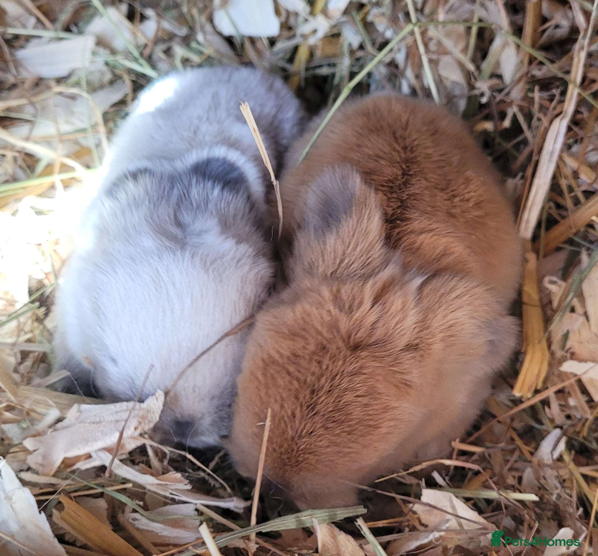 Mini Lop rabbits Beautiful pure bred mini lops - Advert 2
