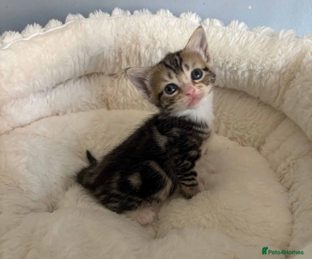 Domestic Shorthair cats for adoption: -Adopt from Cats in Crisis East London  - Image 15
