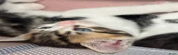 Mixed Breed cats for sale: Beautiful Affectionate Kittens - Advert 12