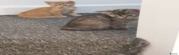 Mixed Breed cats for sale: Half Bengal Kittens Ready NOW! - Advert 3