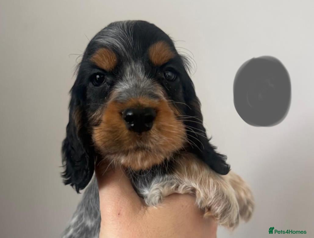 Cocker Spaniel dogs KC registered Show Type Cocker Spaniels  - Advert 1