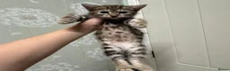 Mixed Breed cats for sale: Beautiful kittens in Helston - Advert 3
