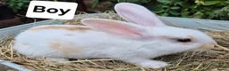 Mixed Breed rabbits for sale: 7 lovely mixed breed rabbits  - Advert 7