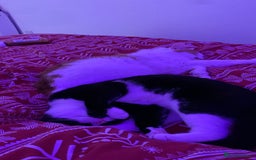 Mixed Breed cats for sale: 2 domestic shorthair/medium hair cats - Image 9