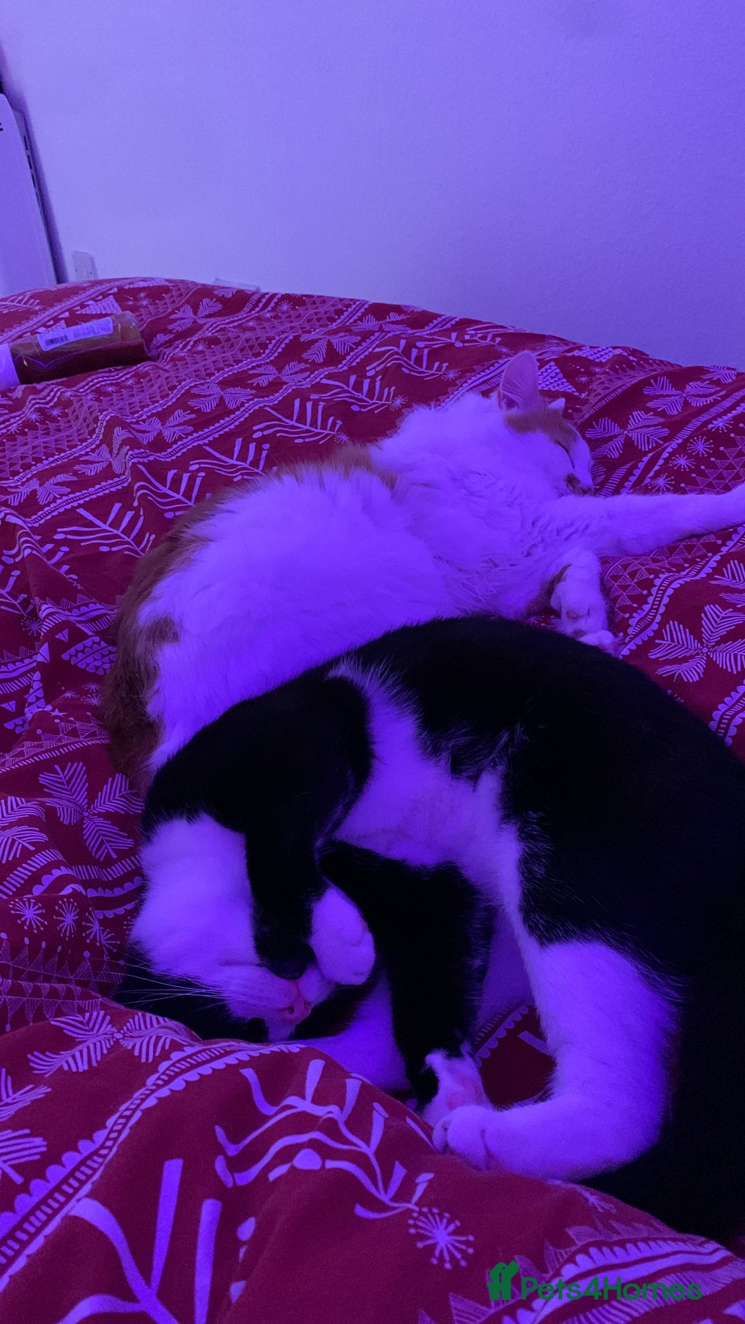 Mixed Breed cats for sale: 2 domestic shorthair/medium hair cats - Image 9