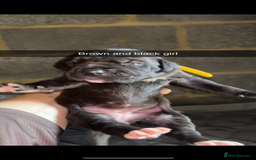 Cane Corso dogs for sale: Cane Corso first litter of puppies !! - Image 20