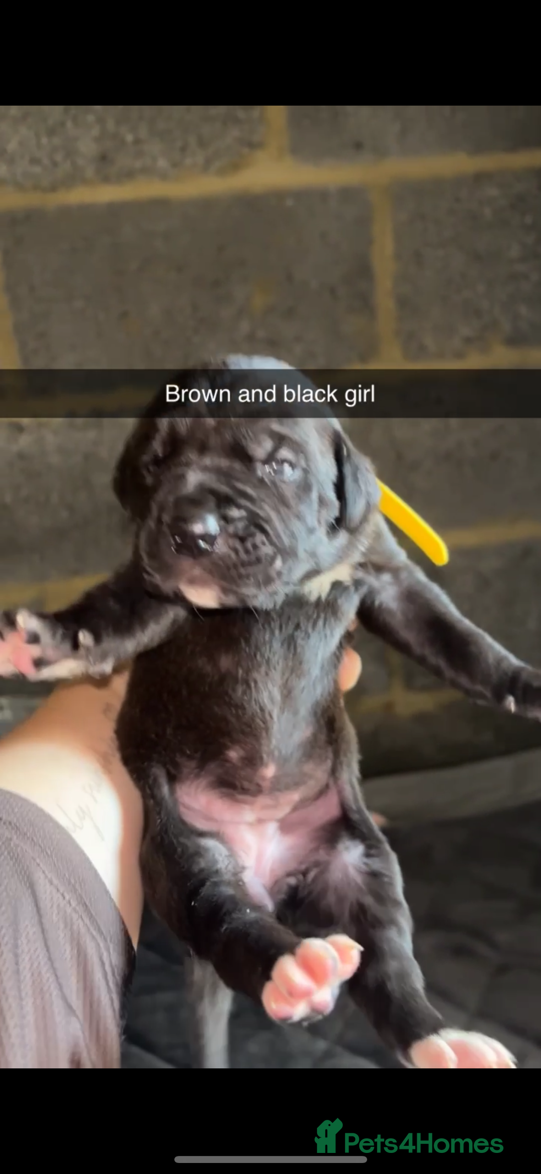 Cane Corso dogs for sale: Cane Corso first litter of puppies !! - Image 20