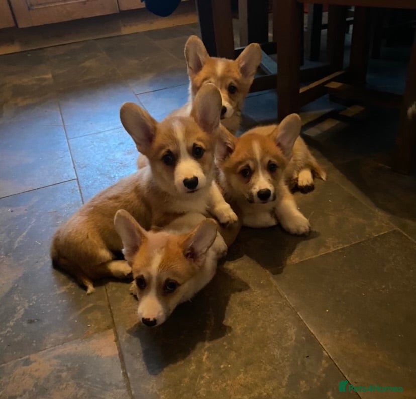 Welsh Corgi Pembroke dogs 7 Beautiful little corgi boys - Advert 1