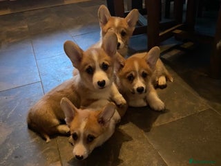 Welsh Corgi Pembroke dogs 7 Beautiful little corgi boys - Advert 5