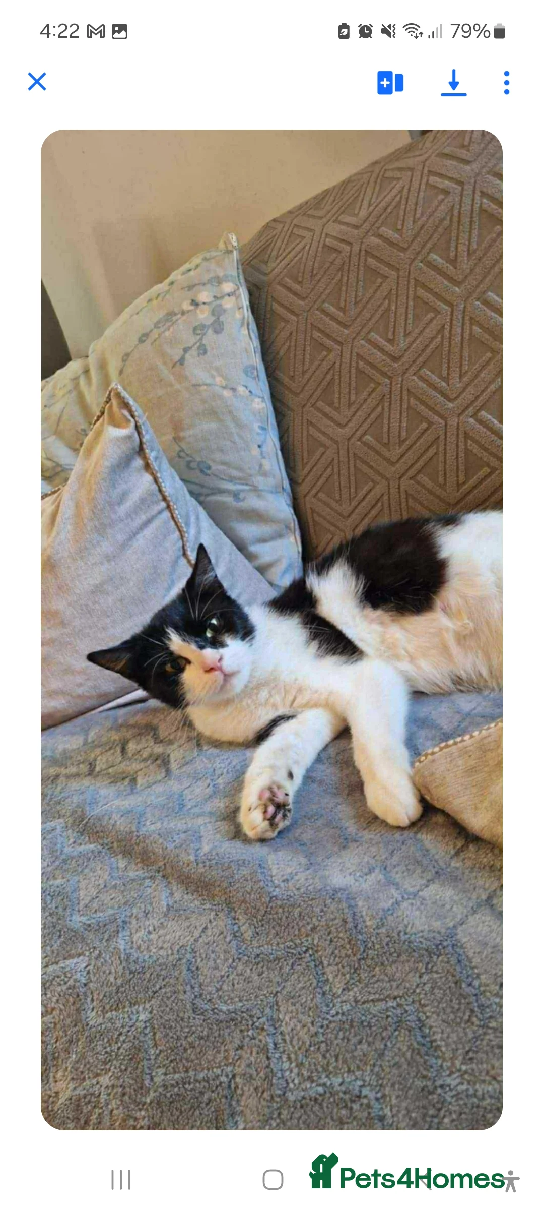 British Shorthair cats for sale: Female 2/3 year old in Hull - Advert 2