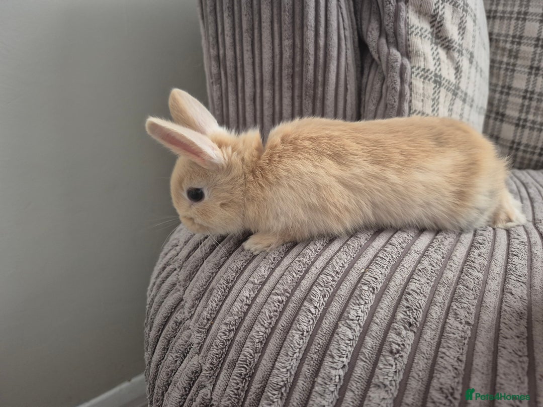 Mini Lop rabbits for sale: 3 baby mini lop rabbits for sale  - Image 3