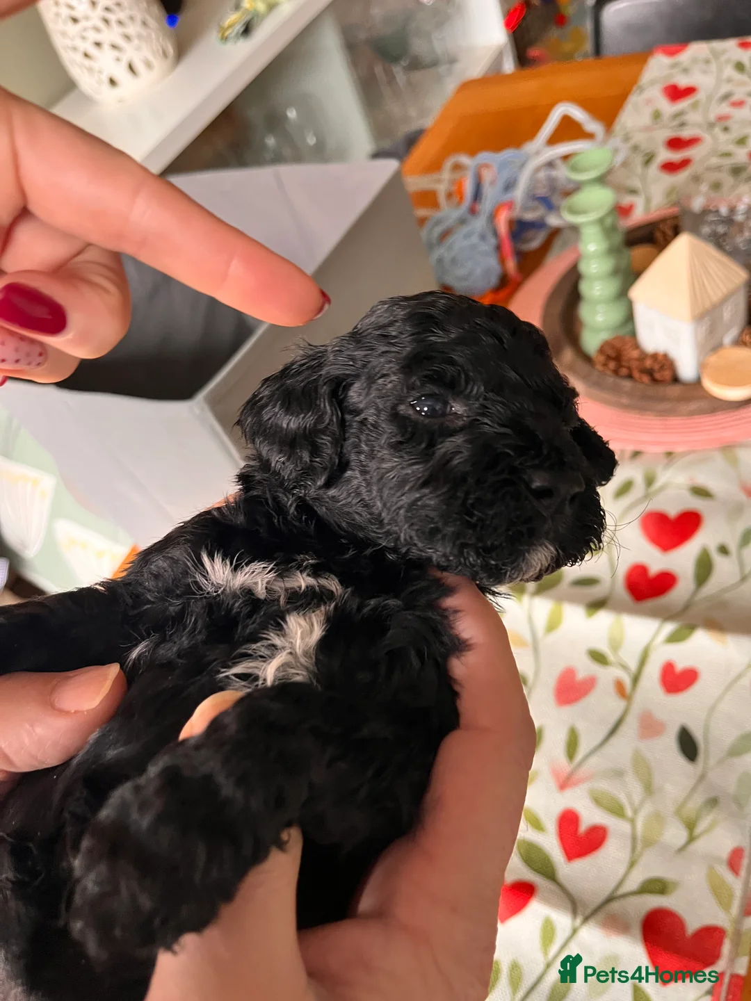 Mixed Breed dogs for sale: Stunning black Australian labradoodle pups - Advert 14