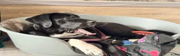Mixed Breed dogs for sale: Astra - Advert 4