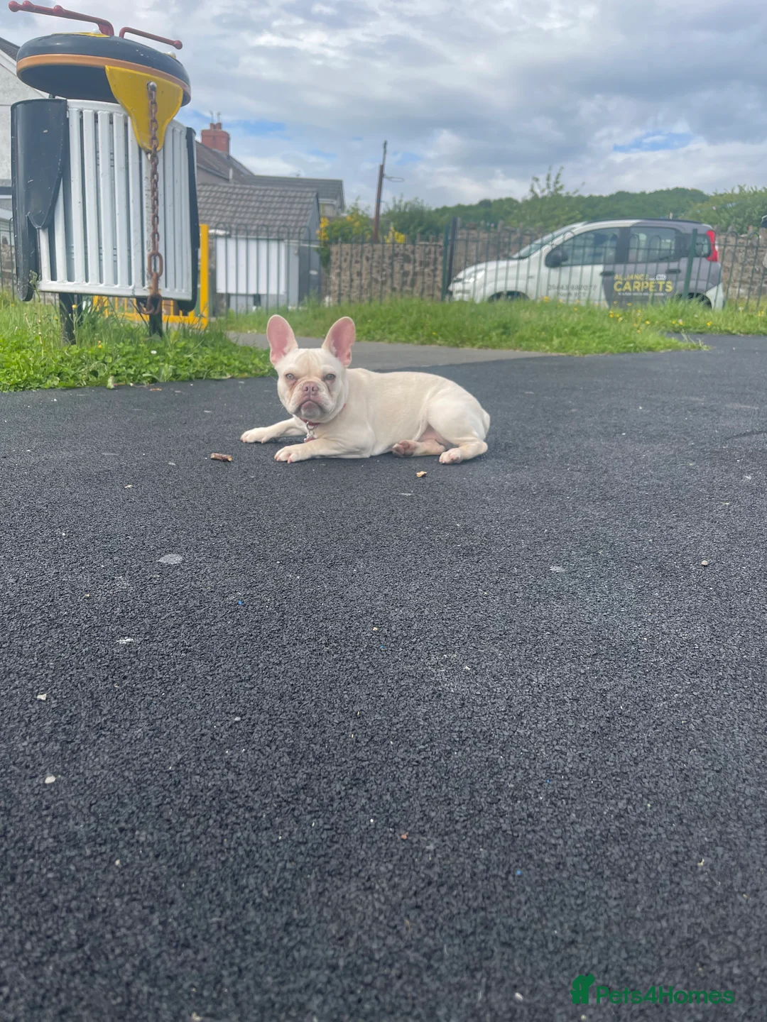 French Bulldog dogs for sale: Platinum lilac French bulldog girl  in Treharris - Advert 1