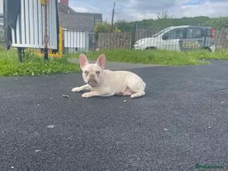 French Bulldog dogs Platinum lilac French bulldog girl in Treharris - Advert 1