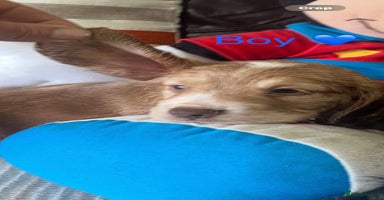 Cocker Spaniel dogs - Advert 15