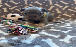 French Bulldog dogs for sale: Adorable French bulldog puppies!!🐶  - Image 23