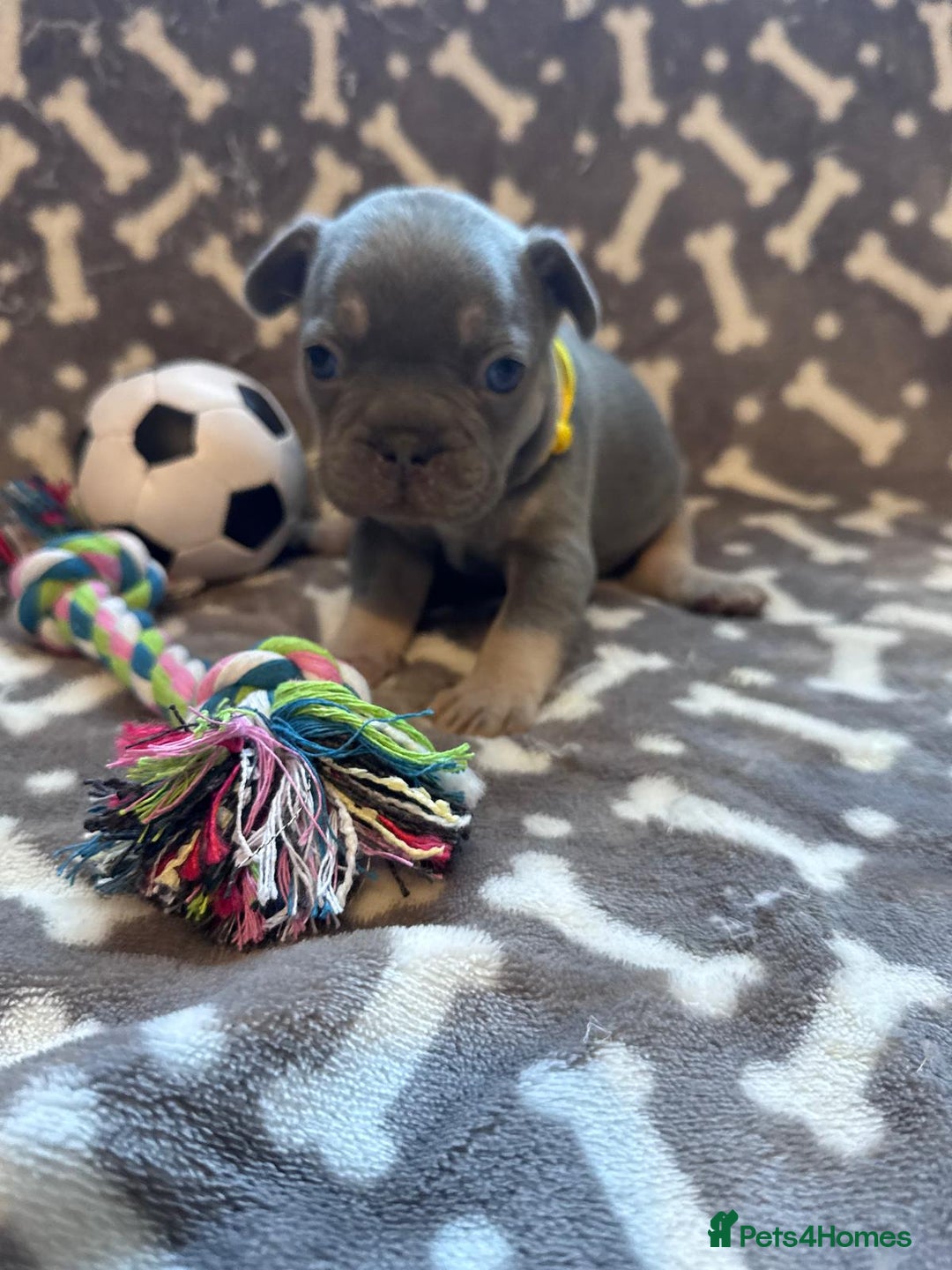 French Bulldog dogs for sale: Adorable French bulldog puppies!!🐶  - Image 23
