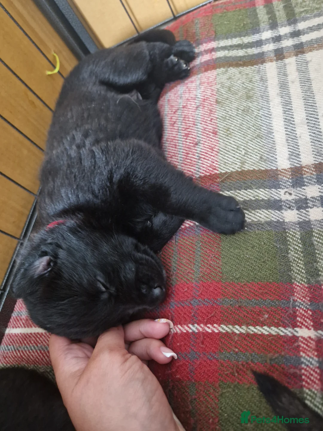 German Shepherd dogs for sale: Beautiful german shepherd puppies for sale  - Advert 2