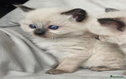 Ragdoll cats for sale: Ragdoll kittens  - Advert 6