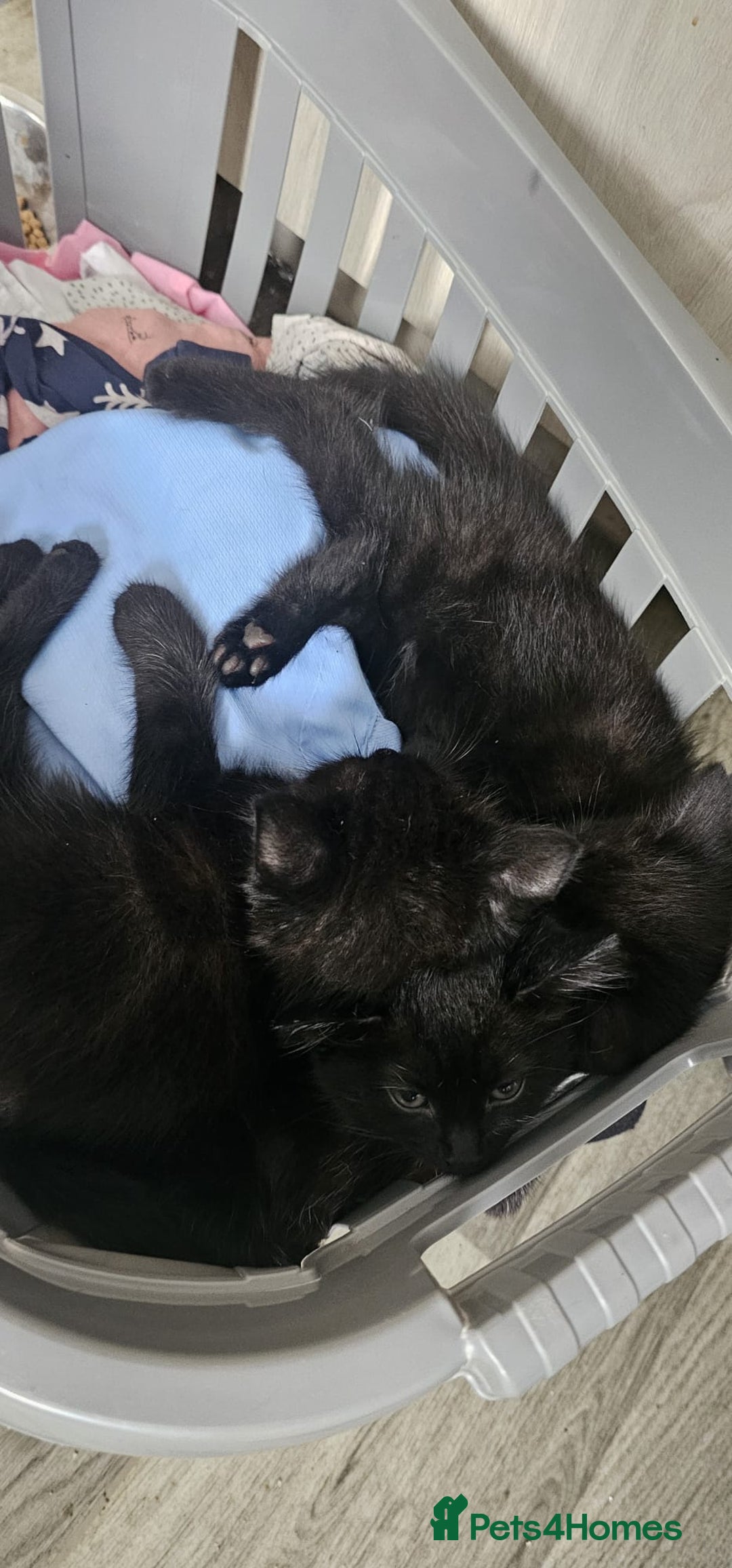 Domestic Shorthair cats for sale: 2 black kittens - Image 3