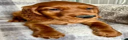 Irish Setter dogs for sale: Out standing litter of Irish setter puppies  - Advert 11