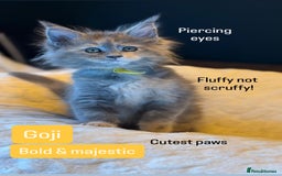 Maine Coon cats for sale: TICA Ginger, Red & Blue Tortie Maine Coon  - Image 19