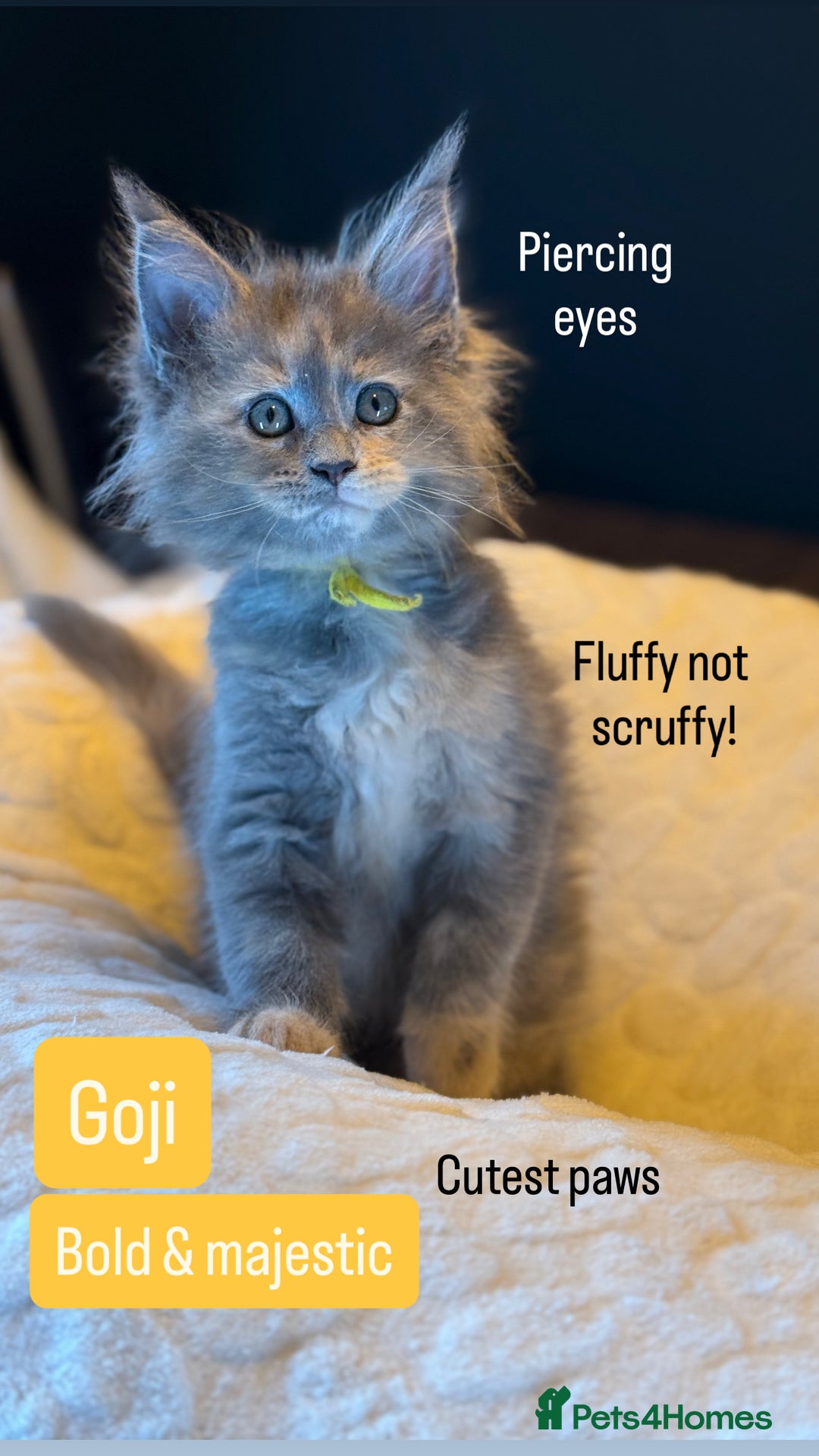 Maine Coon cats for sale: TICA Ginger, Red & Blue Tortie Maine Coon  - Image 19
