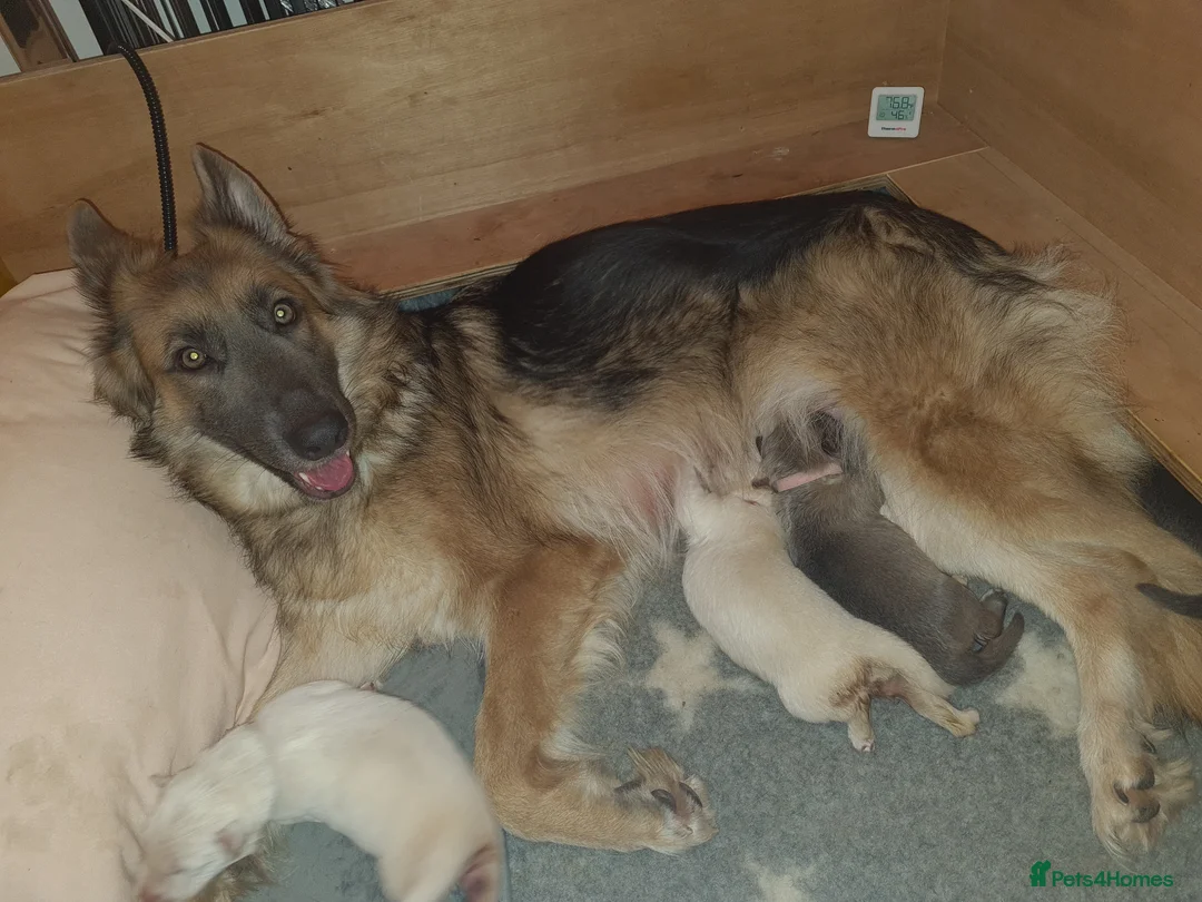 German Shepherd dogs for sale: 🐾✨ Adorable Rare German Shepherd Puppies! ✨🐾 - Advert 2