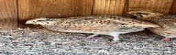Quail poultry for sale: XL Giant Jumbo Italian Quail Hatching Eggs sexab  - Advert 3