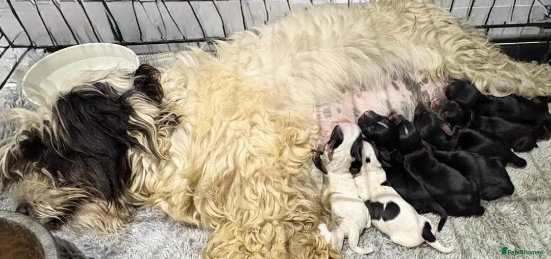 Cockapoo dogs for sale: Beautiful cockapoo puppies for sale in Sidcup - Advert 1