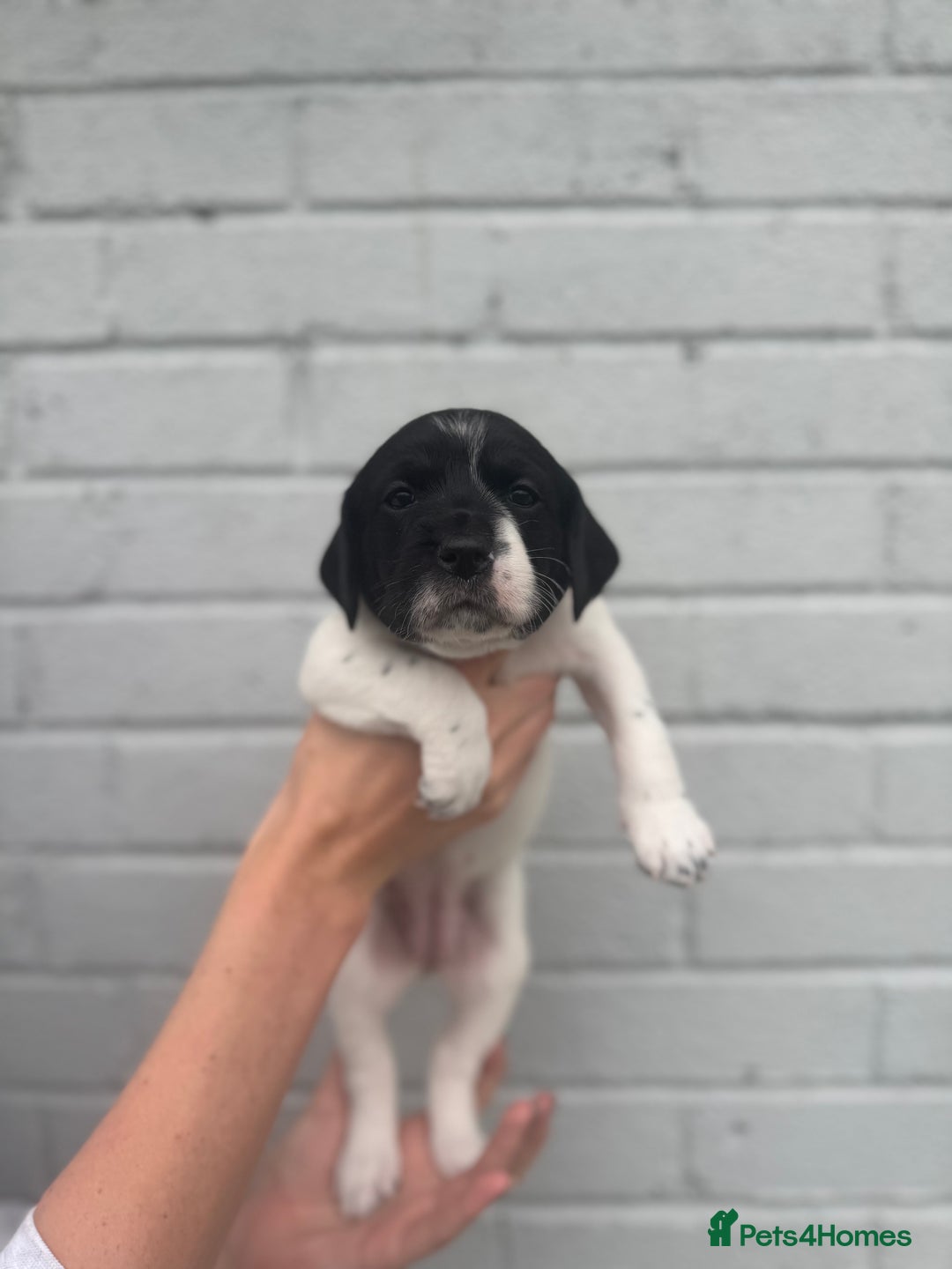 Mixed Breed dogs for sale: LAST PUPPY ❤️ - Image 10