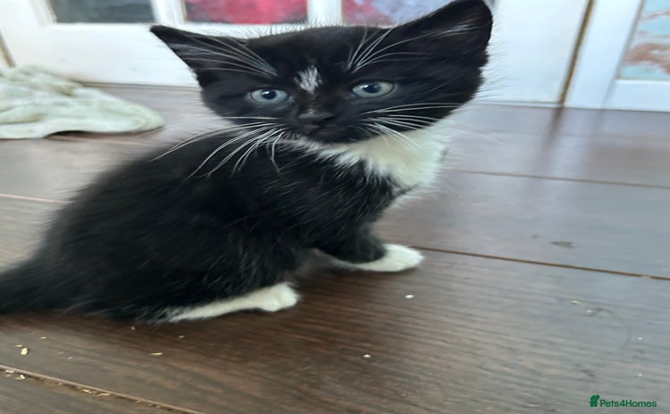 Mixed Breed cats Three lovely girls  - Advert 8