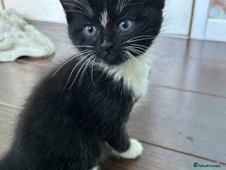 Mixed Breed cats Three lovely girls - Advert 8