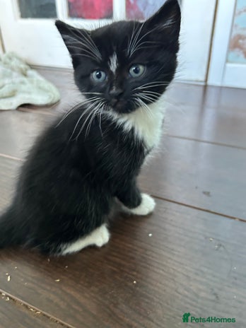 Mixed Breed cats Three lovely girls - Advert 8