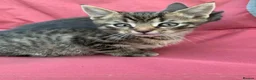 Mixed Breed cats for sale: 4 Adorable Kittens Ready for Forever Homes - Advert 3