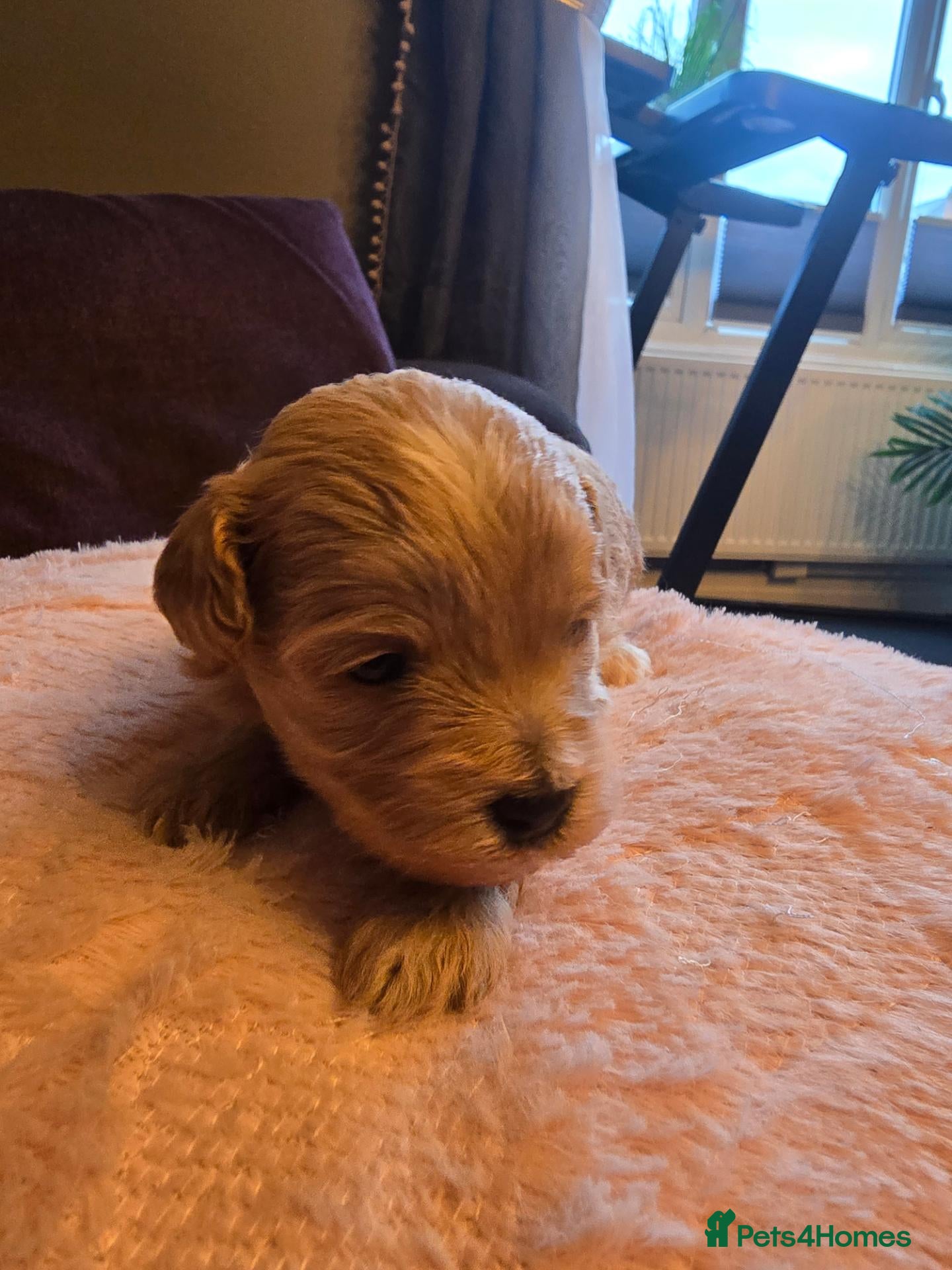 Maltipoo dogs Lovely Maltipoo looking for a forever home. 🏡 💛 - Advert 18