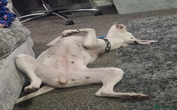 Dalmatian dogs for sale: Beautiful female Dalmatian  - Image 5