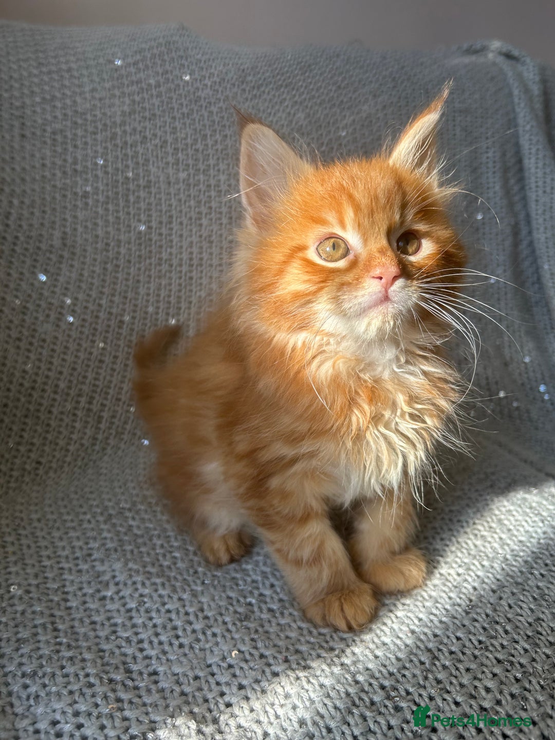 Maine Coon cats for sale: 5 tica registered mainecoon kittens  - Image 7