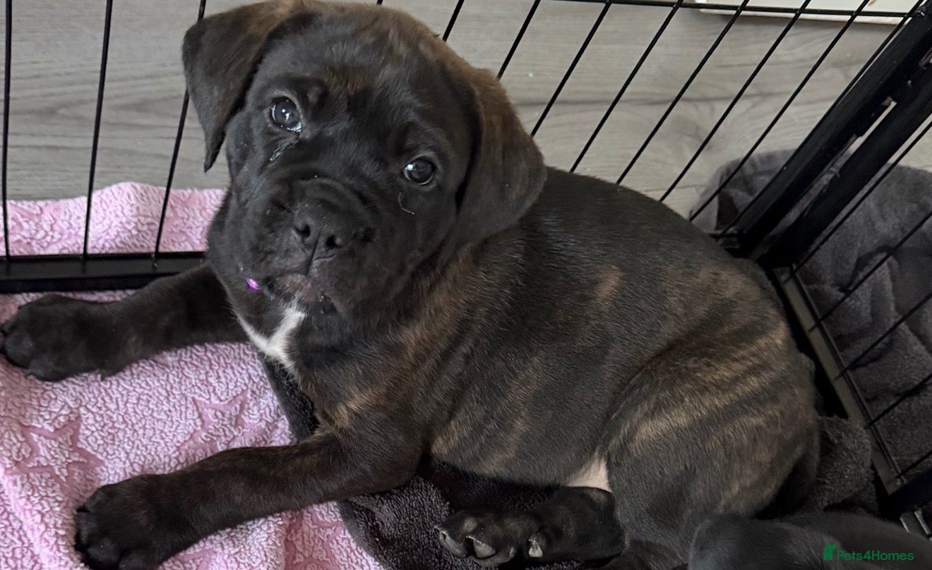 Mixed Breed dogs Cane Corso/Rottweiler puppies - Advert 13