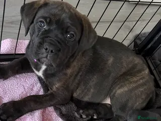 Mixed Breed dogs Cane Corso/Rottweiler puppies - Advert 2