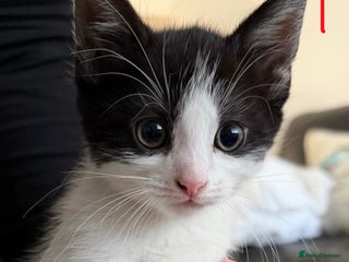 British Longhair cats - Advert 4