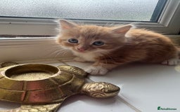 Ragdoll cats for sale: Beautiful kittens for sale  - Image 1