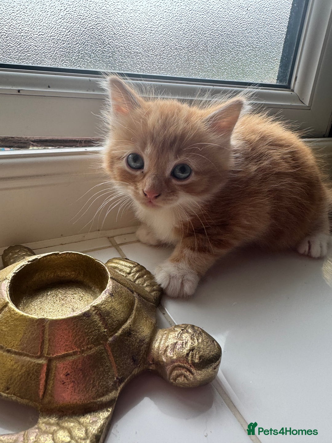Ragdoll cats for sale: Beautiful kittens for sale  - Image 1