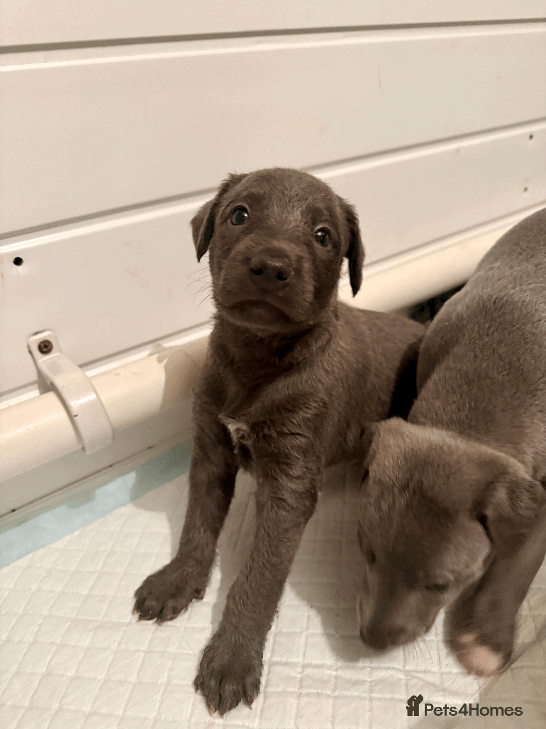 Mixed Breed dogs for sale: 5 stunning Whippet Bedlington pups available.  - Advert 11