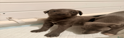 Mixed Breed dogs for sale: 5 stunning Whippet Bedlington pups.  - Advert 11