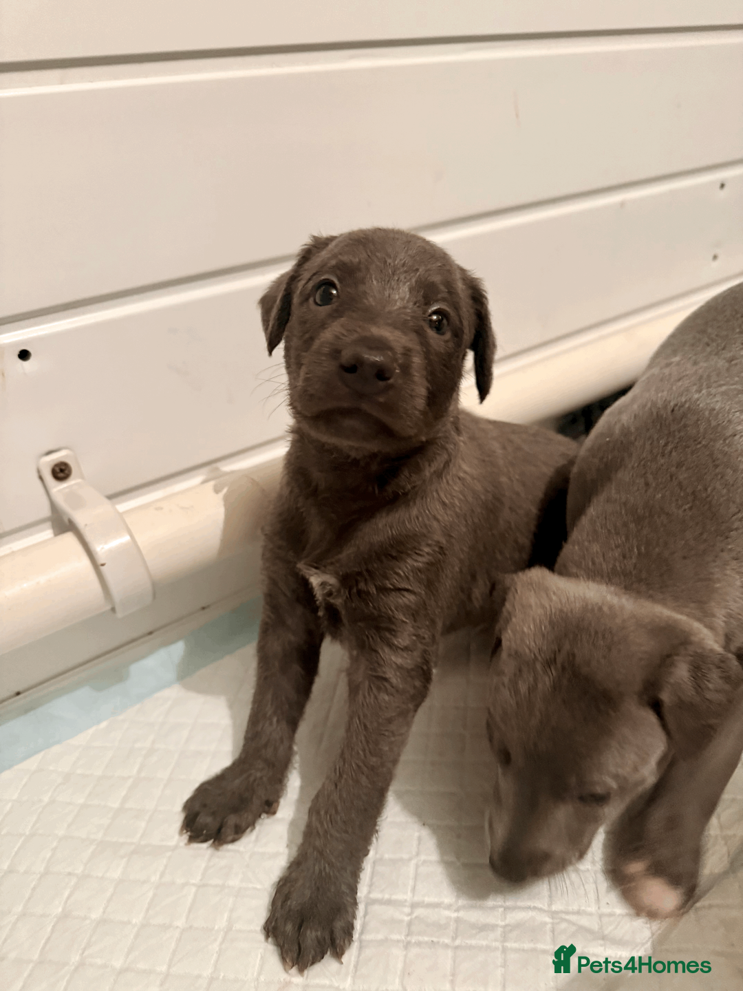 Mixed Breed dogs for sale: 5 stunning Whippet Bedlington pups.  - Advert 11