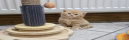 British Shorthair cats for sale: Beautiful Ginger Girl Tabby BSH Kitten - Advert 16