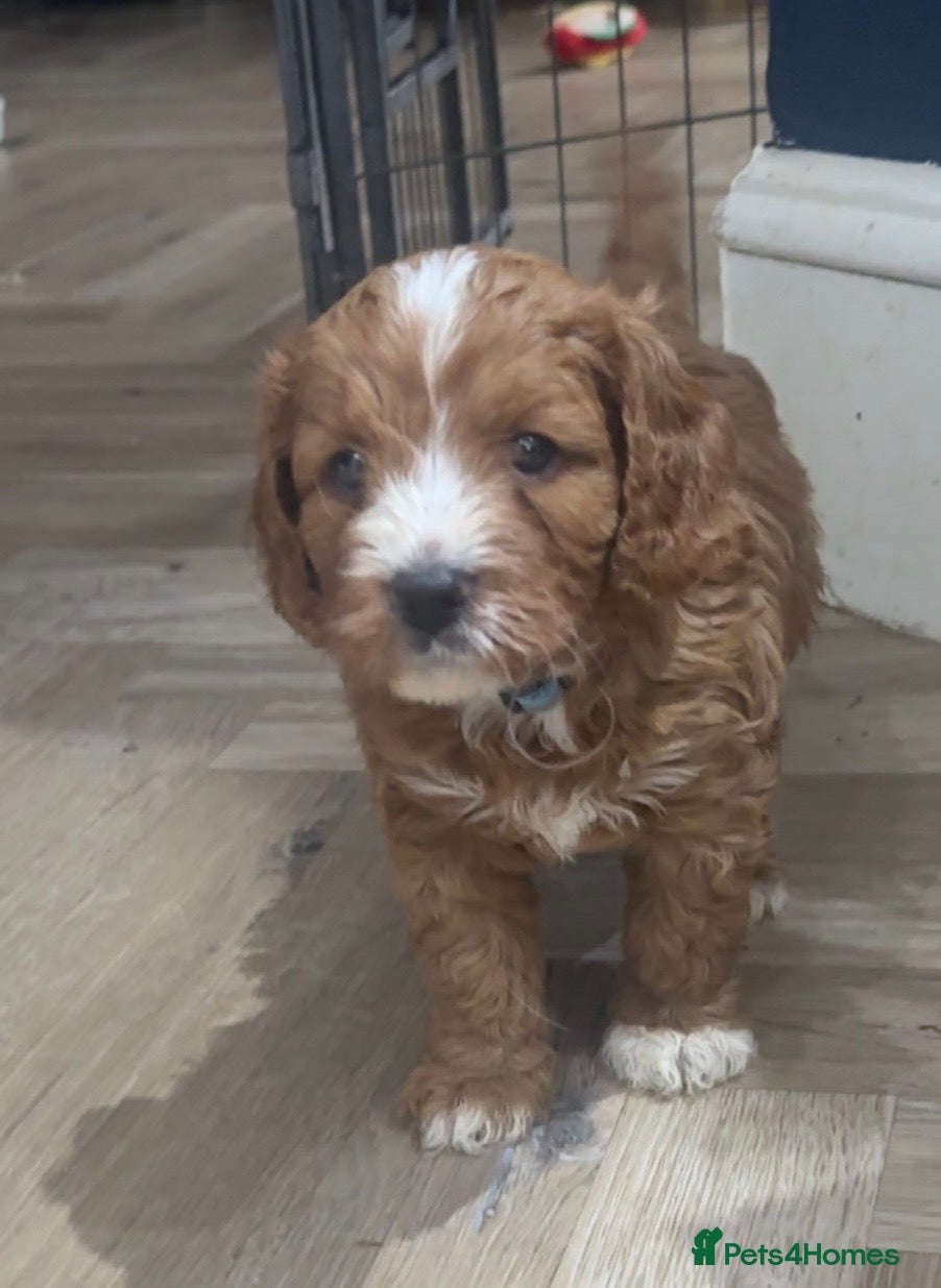 Cavapoo dogs F1 Cavapoo Puppies (Licenced Breeder) ⭐️⭐️⭐️⭐️⭐️ - Advert 2